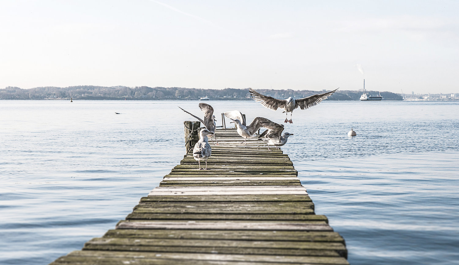 Möwen am Skagerrakufer